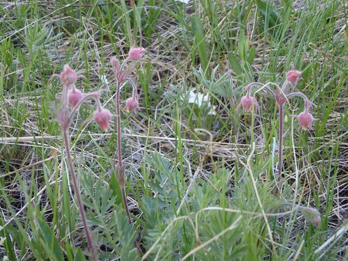 GDMBR: Prairie Smoke Flower.